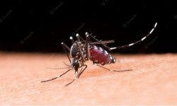 44 dengue cases surface in Bara